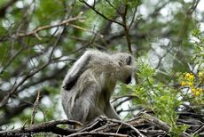 Grüne Meerkatzen (23 von 67).jpg